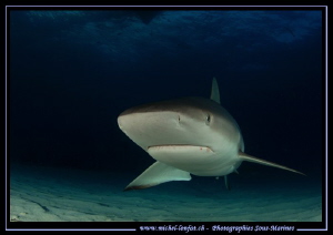 Face to face with a Reef Shark.... :O)... by Michel Lonfat 